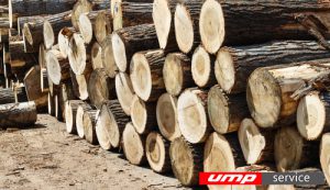 Объем экспорта леса из Кировской области увеличился почти на одну треть